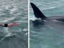 Watch: New Zealand Man Fined for Trying to Body-Slam a Killer Whale