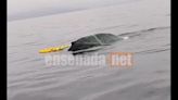 Alistan operativo para rescatar a ballena enmallada en Ensenada