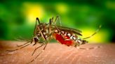 Fort Bend County mosquito sample tests positive for West Nile virus | Houston Public Media