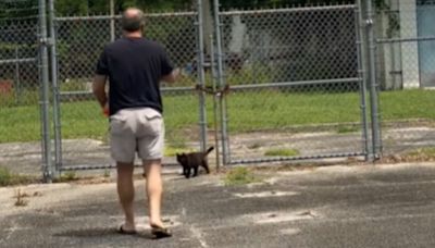 Dad With Cancer Worries Who Will Feed Stray Cats When He's Gone — Family Keeps The Tradition Alive