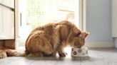 Can cats eat dog food? Explaining your feline pet's dietary needs.