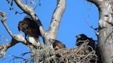 Abducted baby hawk still alive and well in SLO County eagle’s nest. See the videos