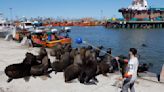 Mar del Plata: con más de 700 lobos marinos muertos, apelan a una peculiar obra para evitar la transmisión de la gripe aviar