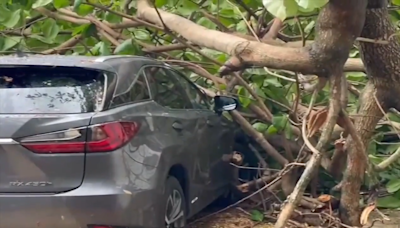 Severe storms bring hail, thunderstorms, high winds, and knocked down trees in Miami-Dade County - WSVN 7News | Miami News, Weather, Sports | Fort Lauderdale