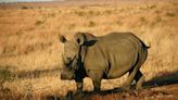 Rising temperatures from climate change could threaten rhinos in Africa, researchers say.