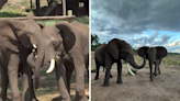 Elephants use feces to say hello