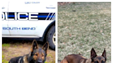 Police acquire vests for K9s; vet discusses dog's heat regulation in summer with vests