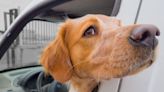 Huge golden retriever has no idea she's not a 10-pound puppy anymore