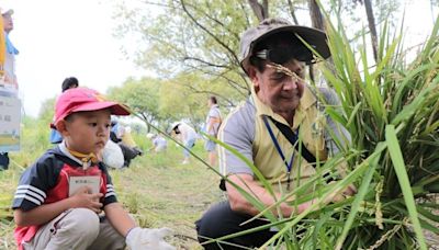 2024新北濕地割稻趣 7月9日搶報名