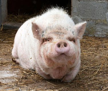 Sanctuary's Kind Treatment of Senior Pig in Their Care Is Giving People the Feels