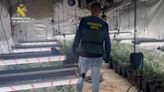 Detenidas 55 personas dedicadas al cultivo de cannabis en Madrid, Toledo y Guadalajara