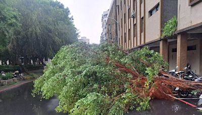 快訊/午後暴雨頻傳災情！新北土城、樹林多處路樹倒塌 下班要繞路