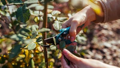 The Ultimate Guide To Pruning Roses In Fall