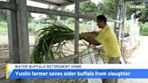 Yunlin Farmer Opens Retirement Home for Old Water Buffalo - TaiwanPlus News