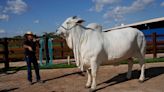 She's the world's most expensive cow, and part of Brazil's plan to put beef on everyone's plate