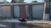Beaver roams streets of Kherson after dam 'destroyed by Russia'
