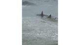Shark Filmed Patrolling Shallow Waters Off Hilton Head Island
