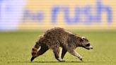 La odisea de Raquinho, el mapache que invadió la cancha durante un partido de la MLS
