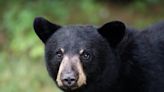 A bear in Canada broke into a truck and guzzled a 'massive' amount of soda. It wouldn't drink the diet soda.