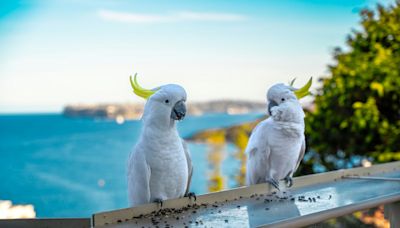 Cuántos años viven los loros