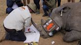 En images : l'opération de la dernière chance pour sauver les rhinocéros du braconnage
