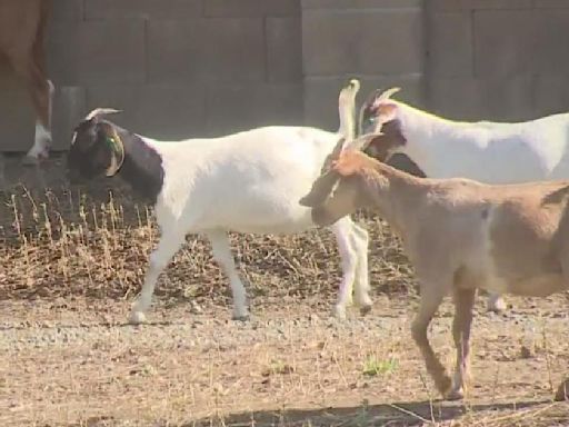 Here's how goats help reduce flood risk in Sacramento