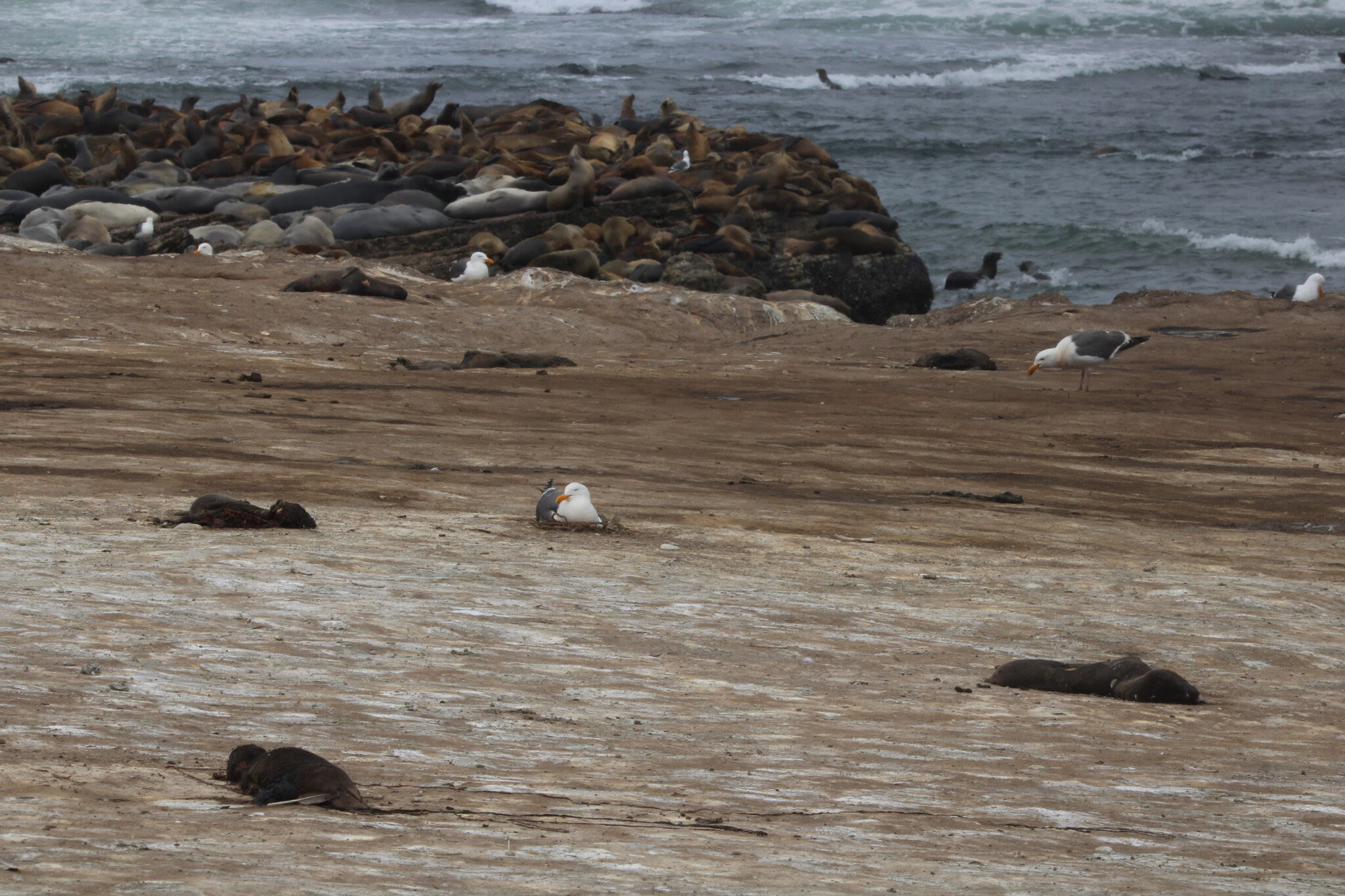 Hundreds of dead sea lion pups washing ashore in California