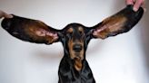 How to clean a dog's ears: A simple guide to using solution to keep your pet healthy