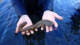 Conservationists celebrate after zoo-raised hellbender found with nest of eggs in the wild