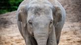 Dublin Zoo confirms second elephant is being treated for virus which killed 8-year-old Avani