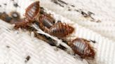 Get rid of bed bug infestations quickly with pest control expert’s best method