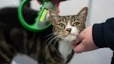 Struggling to afford vet care? Here are some tips amid investigation into sector