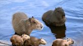 Three baby capybaras born at Metro Richmond Zoo