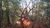 Wandering bull elk hit by semi, bringing his journey to a close in Illinois