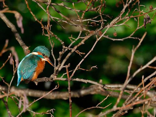 This is Your River: A film underlining importance of the Dodder in the heart of Dublin