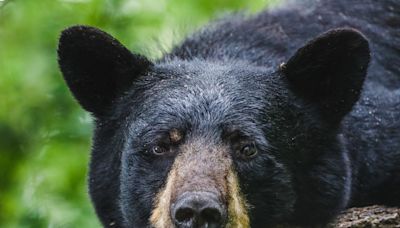 Rare black bear spotted in southern Illinois