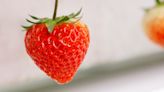 Those Delicious Omakase Strawberries That Michelin-Starred Chefs Love Just Got 50% Cheaper