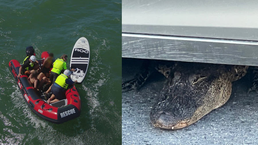 North Carolina coast starts summer with 150 rip current rescues, alligator scare and shark bite report