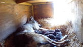 South Dakota zoo welcomes litter of "critically endangered" red wolves