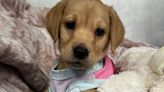Yet another puppy has been adopted after going viral on TikTok, as more people turn to social media to find homes for abandoned pets