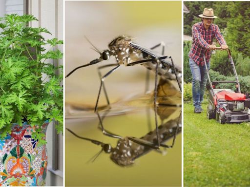 Bite Back: 7 Affordable Ways To Rid Your Yard of Mosquitoes Naturally