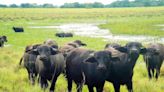 La producción de búfalos creció un 54% en diez años en Argentina: por qué y dónde conviene