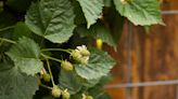 10 Tips for Using a Raspberry Trellis to Make Harvesting So Much Easier