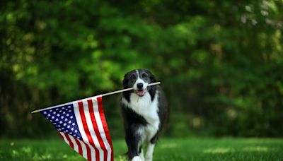 Albuquerque reminding pet owners to keep animals safe on July 4th