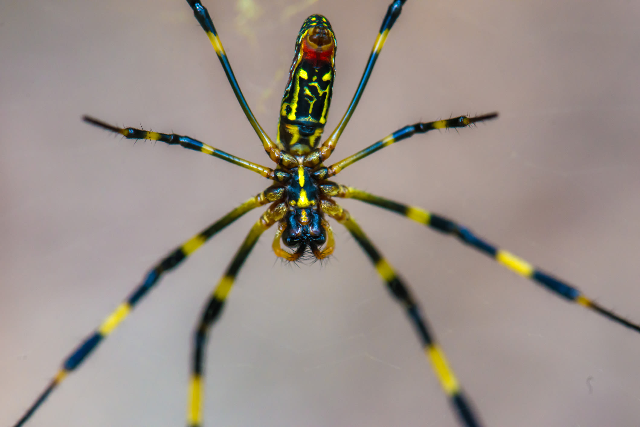 Your Questions About the Venomous Joro Spider, Answered