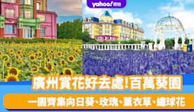 廣州旅遊｜賞花好去處百萬葵園 全年開放花卉展 向日葵、玫瑰、薰衣...