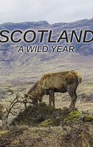 Scotland: A Wild Year