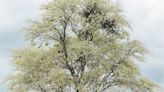 Palo Santo: El árbol que atrae la buena energía y abundancia en el hogar
