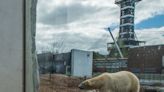 Call for ban on zoos keeping polar bears as captivity ‘adds to global warming’