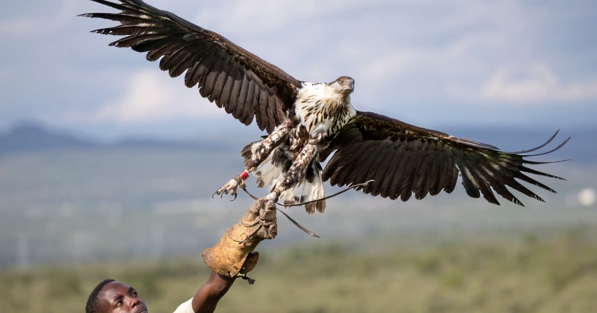 Photos: Kenya sanctuaries toil to save birds of prey from extinction